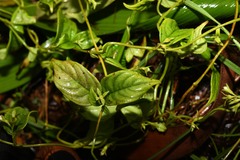 Manettia dominicensis