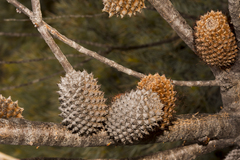 Allocasuarina acutivalvis