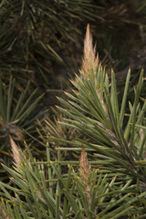 Allocasuarina pinaster