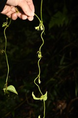 Manettia dominicensis