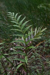 Meniscium reticulatum