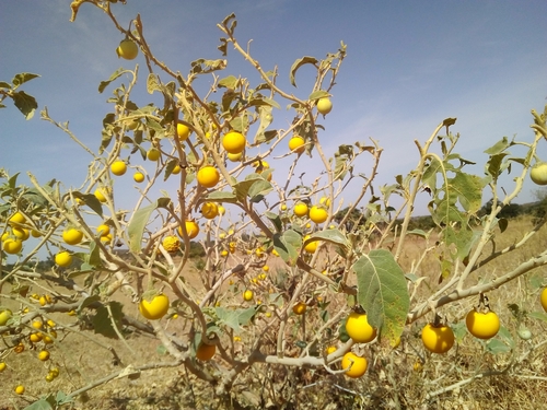 bitter tomato