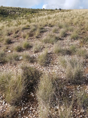 Pentameris eriostoma