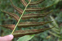 Meniscium reticulatum