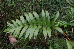 Meniscium reticulatum