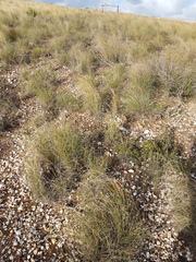 Pentameris eriostoma