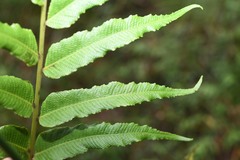 Meniscium reticulatum