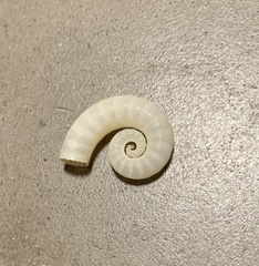 Spirula spirula