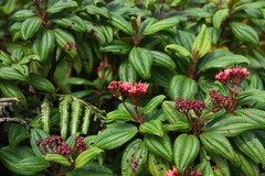 Miconia dominicensis