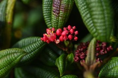Miconia dominicensis