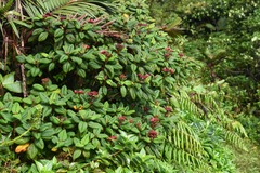 Miconia dominicensis