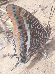 Charaxes epijasius