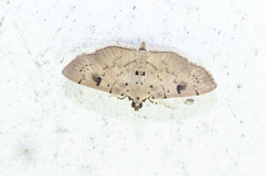 Dichocrocis megillalis