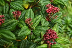 Miconia dominicensis