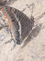 Charaxes epijasius