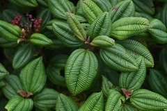 Miconia dominicensis