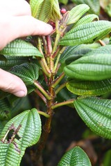 Miconia dominicensis