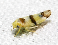 Empoa gillettei