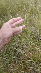 Rytidosperma clavatum