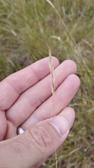 Rytidosperma clavatum