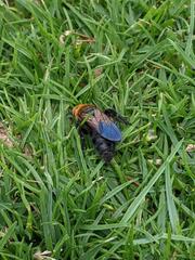 Campsomeriella thoracica