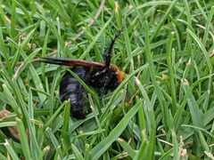 Campsomeriella thoracica