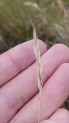 Rytidosperma clavatum