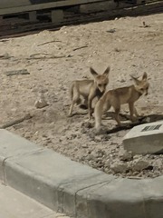 Vulpes vulpes arabica