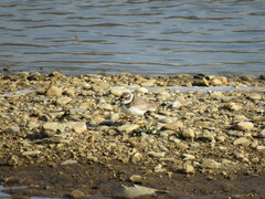 Charadrius placidus