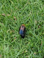 Campsomeriella thoracica