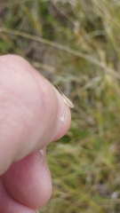 Rytidosperma clavatum