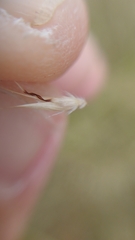 Rytidosperma clavatum