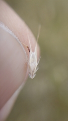 Rytidosperma clavatum