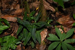 Microchilus familiaris