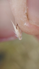 Rytidosperma clavatum