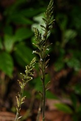 Microchilus familiaris