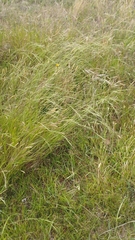 Microlaena stipoides