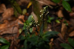 Microchilus familiaris