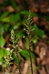 Microchilus familiaris