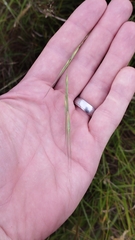 Microlaena stipoides