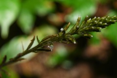 Microchilus familiaris