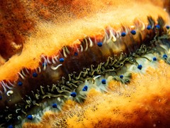 Mimachlamys asperrima