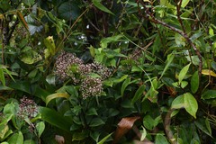 Mikania ovalis