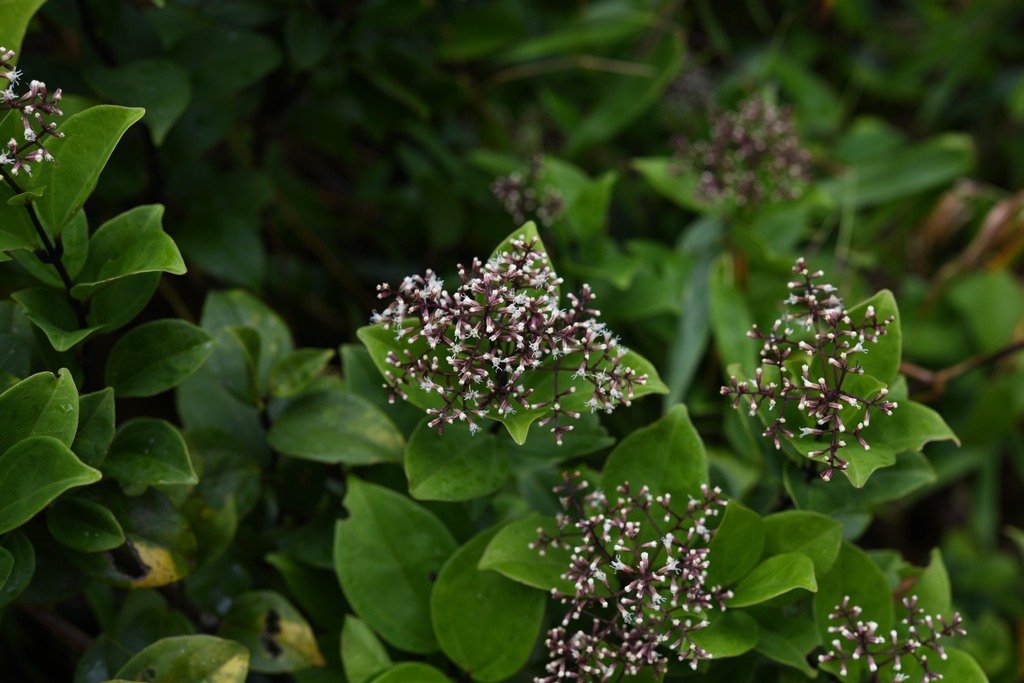 Mikania ovalis