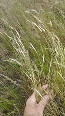 Rytidosperma caespitosum