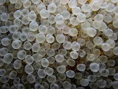 Pycnoclavella tabella