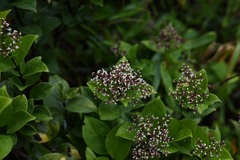 Mikania ovalis