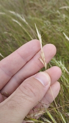 Rytidosperma caespitosum