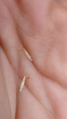 Rytidosperma caespitosum