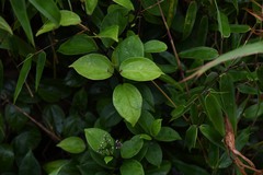 Mikania ovalis